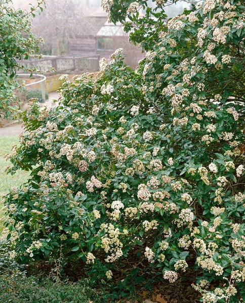 Viburnum tinus 'Eve Price', Lorbeer-Schneeball, immergrün, 40–60 cm