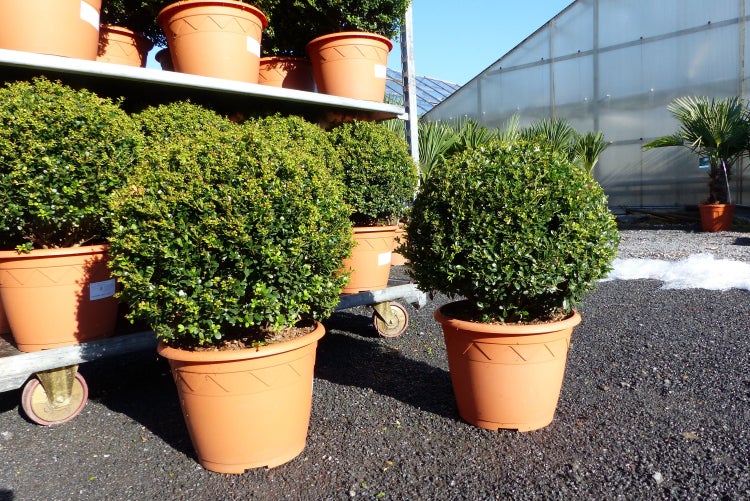 PREMIUM 2 Stück Ilex crenata Stokes Kugel rund Ø 40 - 45 cm Buchsbaum Ersatz winterhart + robust