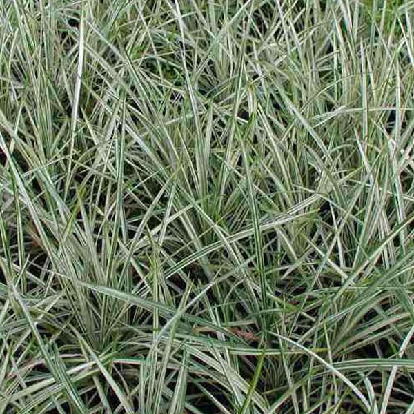 Dekorative Rasenpflanze mit linearen Blättern für den Garten