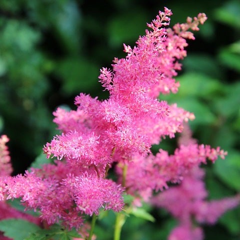 Astilbe Pflanze mit Blütenstand