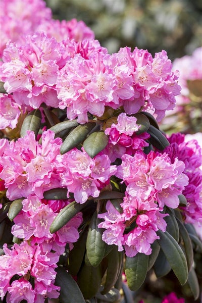 Rhododendron yakushimanum 'Kalinka', rosa Blüten, 30–40 cm