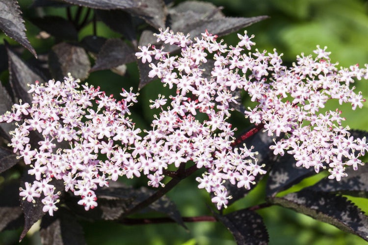 Sambucus nigra 'Black Lace', Schwarzer Holunder, dunkelrot, 80–100 cm