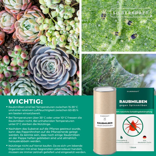 Raubmilben gegen Spinnmilben an Grünpflanzen 1 Packung