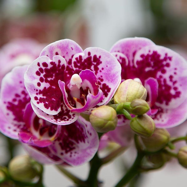 Kolibri Orchids Rosa lila Phalaenopsis Orchidee El Salvador Topfgröße 9cm blühende Zimmerpflanze frisch vom Züchter