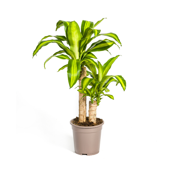 Drachenbaum im Topf