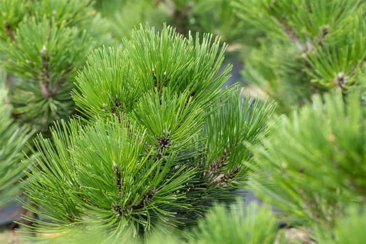 Pinus heldreichii 'Malinki', Bosnische Kiefer, 60–70 cm