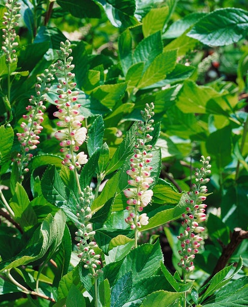 Clethra alnifolia, Scheineller, weiß, 40–60 cm