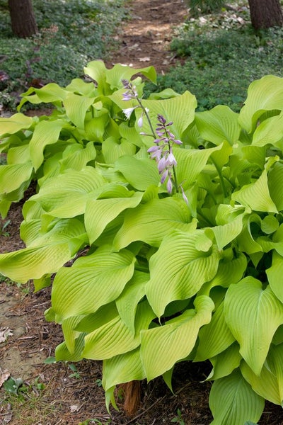 Hosta x fortunei 'Sun Power', Funkie, gelbgrün, ca. 9x9 cm Topf
