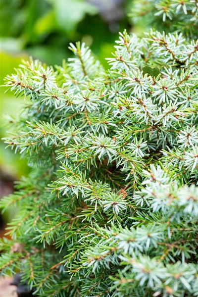 Picea omorika 'Nana', Serbische Fichte, kompakt, 70–80 cm