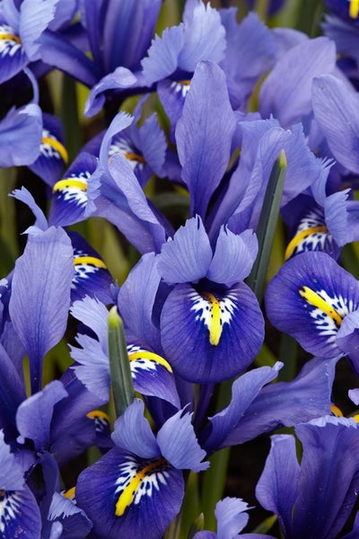 Nahaufnahme von Zwerg-Irisblüten