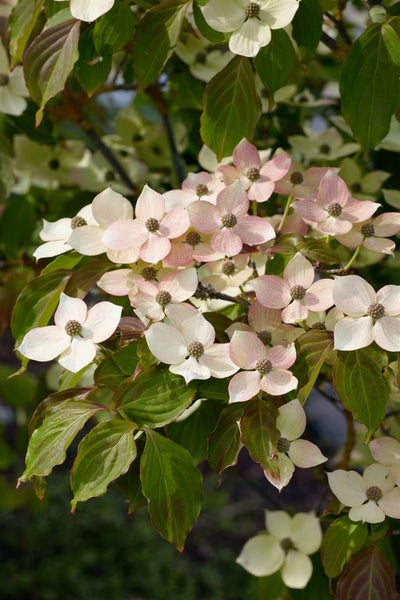 Cornus kousa chinensis, Chinesischer Blumen-Hartriegel, 40–60 cm