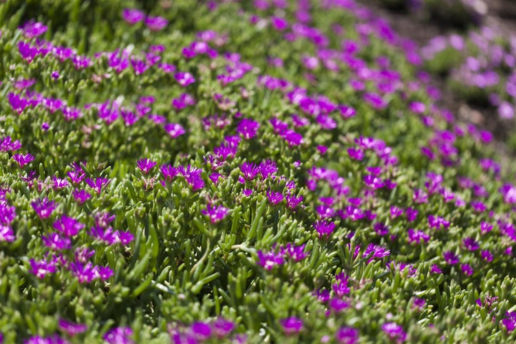 Delosperma sutherlandii, Mittagsblume, rosa Blüten, ca. 9x9 cm Topf