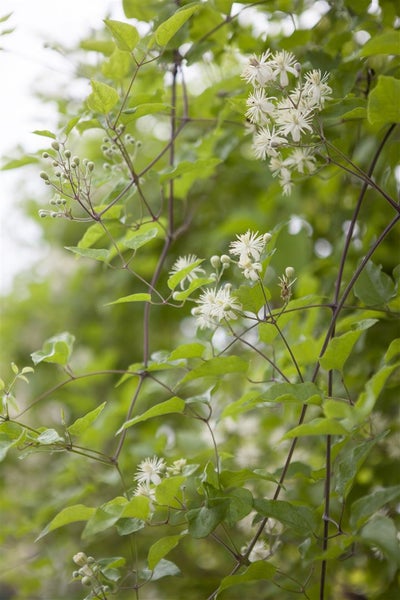 Clematis vitalba, Waldrebe, weiß, 80–100 cm