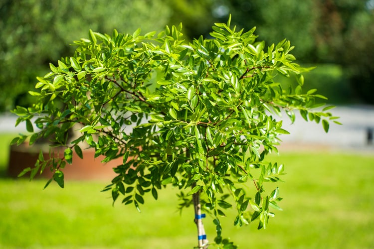 Kleiner Baum mit glänzend grünen Blättern und dünnen Zweigen im Garten.