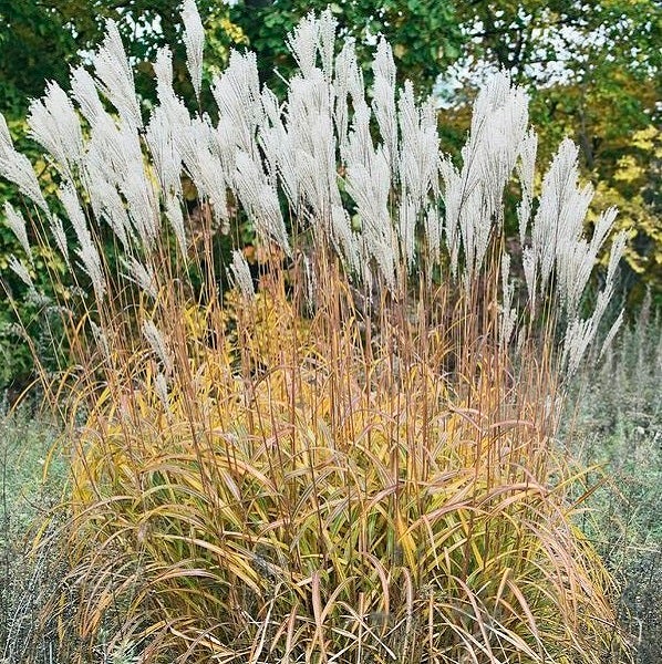 Chinaschilf im Garten