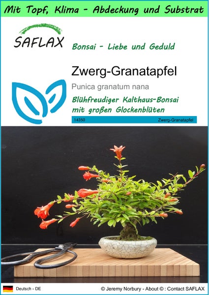SAFLAX Garden to go - Zwerg-Granatapfel - Punica granatum nana - 50 Samen - Mit Topf, Klima - Deckel und Anzuchtsubstrat