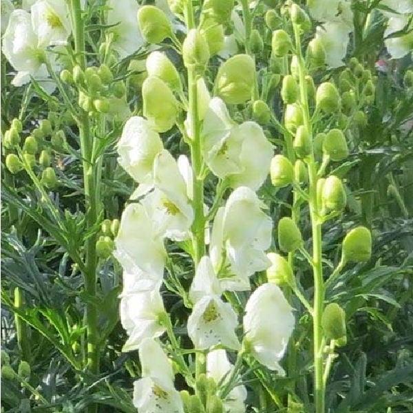 Aconitum-Pflanze mit Blüten und Knospen