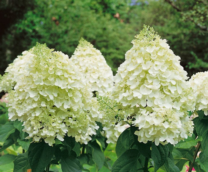 Hydrangea paniculata 'Magical Moonlight', Rispenhortensie, weiß, 60–80 cm
