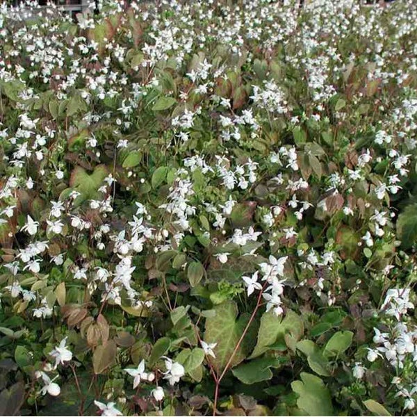 Elfenblume mit grünen Blättern und weißen Blüten