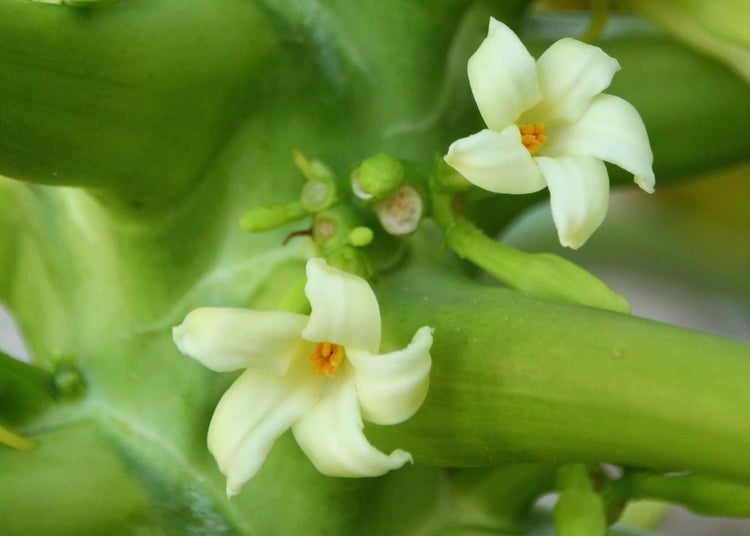 SAFLAX  - Tropischer Melonenbaum / Papaya - Carica papaya - 30 Samen