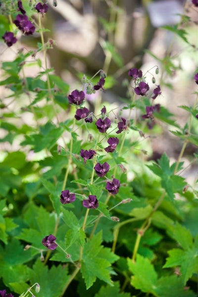 Geranium phaeum, Storchschnabel, violett, ca. 9x9 cm Topf