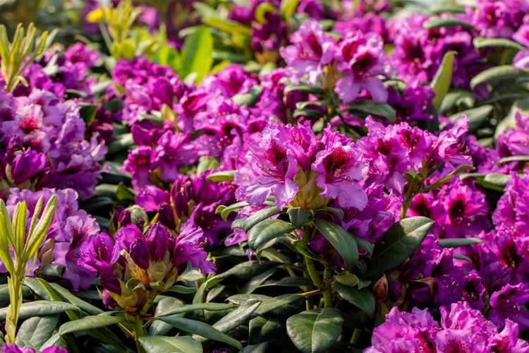 Rhododendron Hybr. 'Blaue Jungs', blau, 40–50 cm