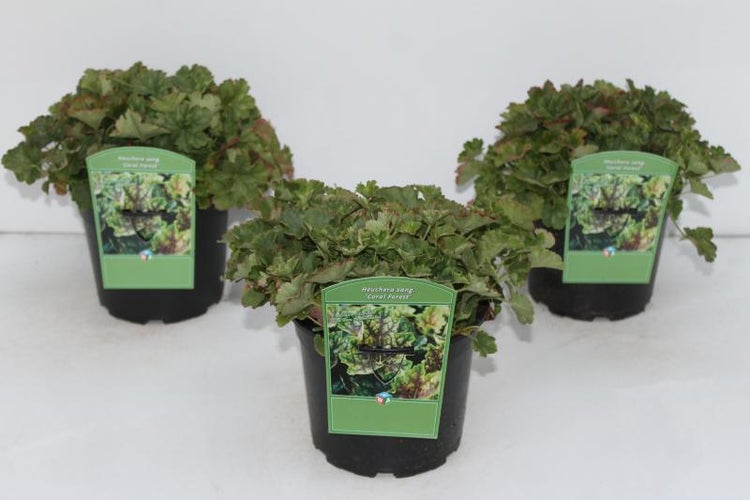 Drei Heuchera-Pflanzen der Sorte Coral Forest in Töpfen