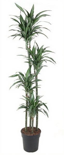 Dracaena Zimmerpflanze mit mehreren Stämmen in einem Pflanzkübel