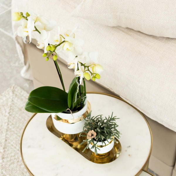 Kolibri Orchids Weiße Phalaenopsis Orchidee Amabilis + Le Chic dekorativer Topf gold Topfgröße 9cm 40cm hoch blühende Zimmerpflanze im Blumentopf frisch vom Züchter
