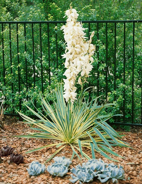 Yucca filamentosa 'Bright Edge', Palmlilie, gelb-grün, ca. 11x11 cm Topf