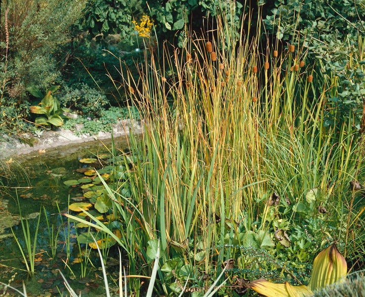 Typha minima, Zwergrohrkolben, ca. 9x9 cm Topf