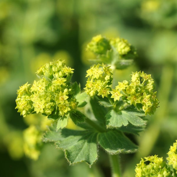 Bloomique - 3er Set - Alchemilla Mollis - Frauenmantel - Gartenpflanzen - Winterhart - Höhe 10-20cm - Topf 9x9cm