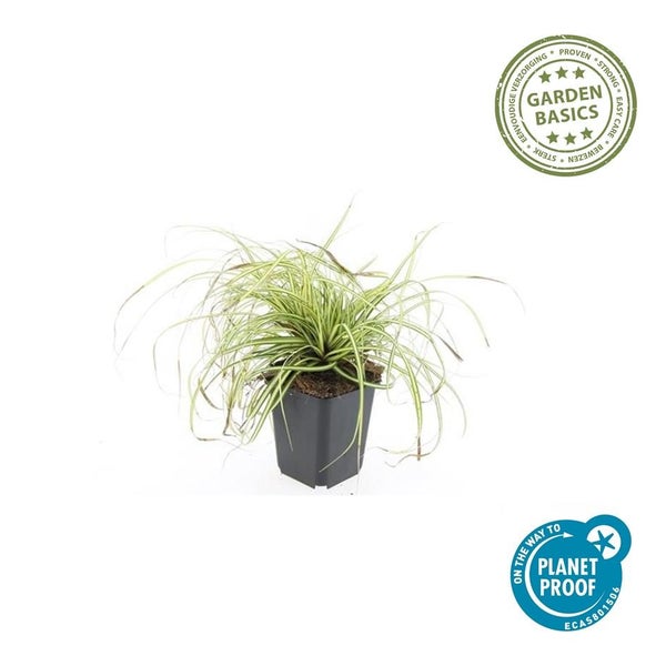 Segge Carex im schwarzen Kunststofftopf mit Garden Basics Siegel für einfache Pflege und Planet Proof Siegel für nachhaltigen Anbau.
