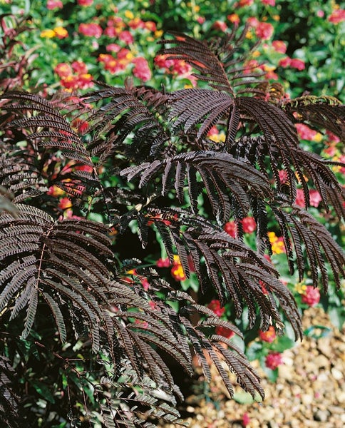 Albizia julibrissin 'Evey's Pride', Seidenbaum, 40–60 cm, rosa Blüten