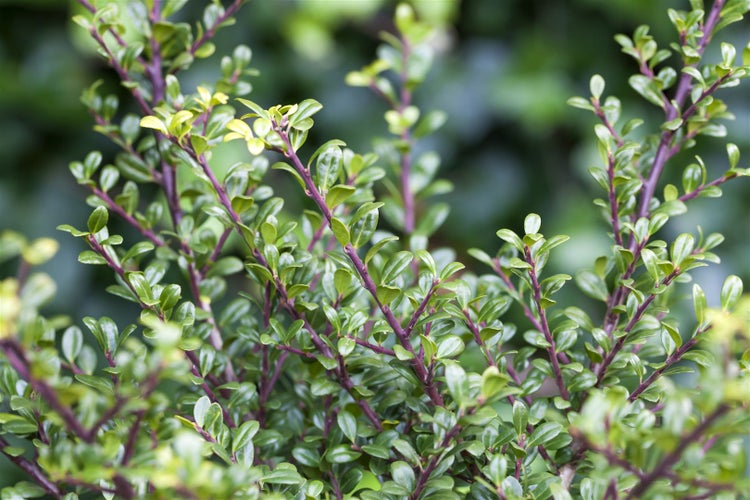 Nahaufnahme einer Hecke mit grünen Blättern und violetten Zweigen