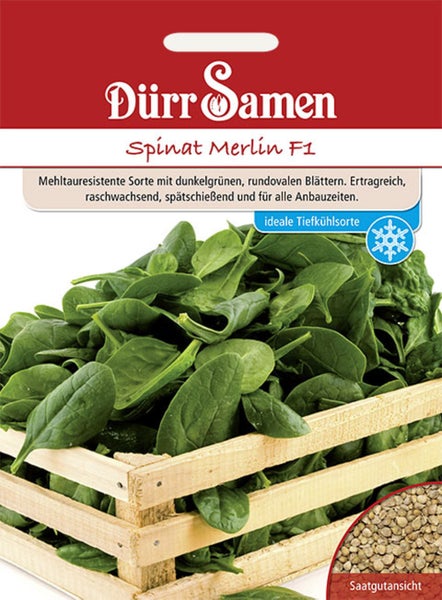 Dürr Samen Logo. Samentüte Spinat Merlin F1 mit frischen Spinatblättern in einer Holzkiste und Detailansicht der Samen. Ideal zum Einfrieren.