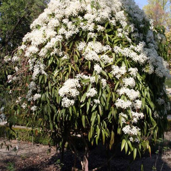 Blühender Baum mit weißen Blüten und grünen Blättern.