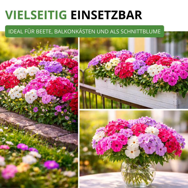 Blühende Phlox Pflanzen in einer Collage aus Gartenbeet, Balkonkasten und Blumenstrauß in einer Vase.