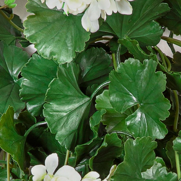 Nahaufnahme einer Geranie mit grünen Blättern und weißen Blüten.