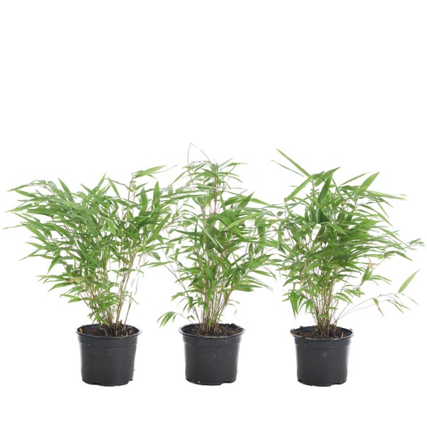 3x Fargesia Formidable – Bambus – Gartenpflanze – Winterhart – ⌀13 cm – ↕30-40 cm