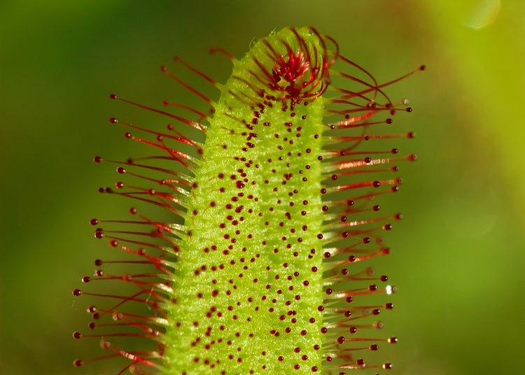 SAFLAX  - Sonnentau - Drosera capensis - 200 Samen - Mit keimfreiem Anzuchtsubstrat