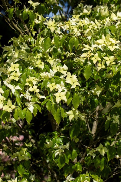 Blühender Blumenhartriegel im Garten