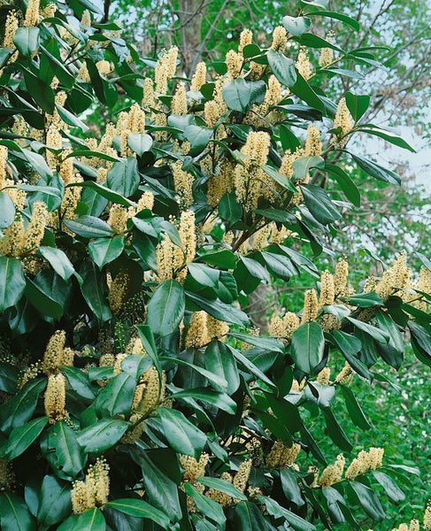 Prunus laurocerasus 'Piranha', Kirschlorbeer, immergrün, 25–30 cm