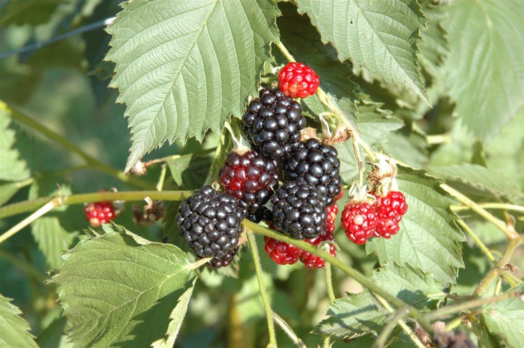 Rubus fruticosus 'Navaho' -R-, Brombeere, dornenlos, 30–40 cm