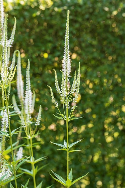 Veronica longifolia, Ehrenpreis, weiß, ca. 9x9 cm Topf