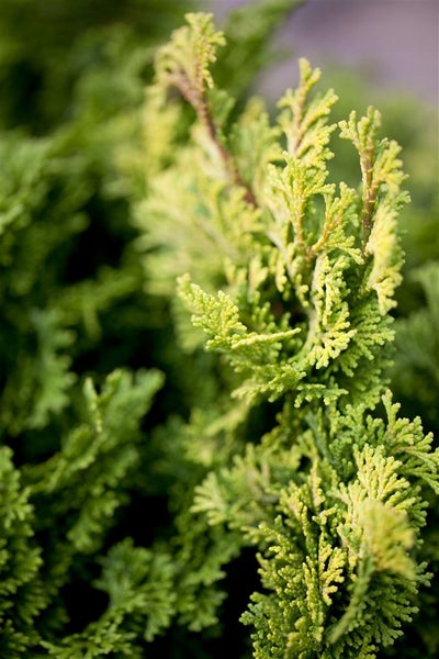 Chamaecyparis obtusa 'Nana Gracilis', Muschelzypresse, kompakt, 15–20 cm