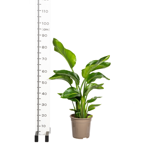 palme zimmerpflanze kaufen XXL Yucca Palme kaufen – Green Me Up main image 0
