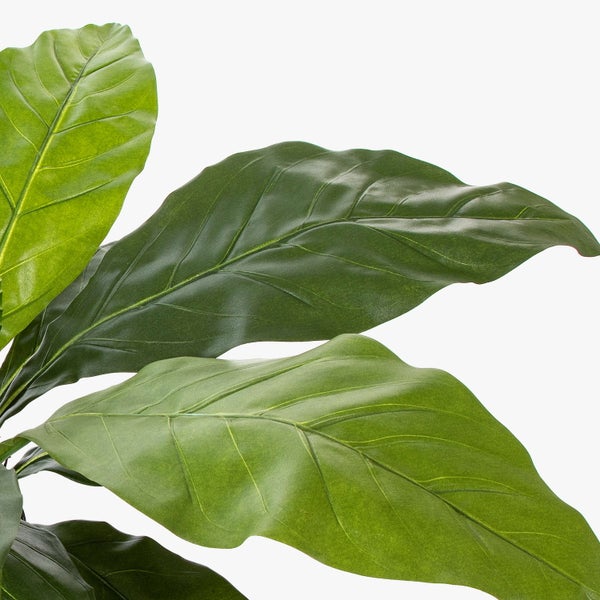 Gelbe Blüte einer Kletterlilie Gloriosa mit gewellten Blütenblättern und auffälligen Staubblättern.