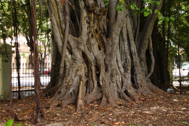 SAFLAX Garden to go - Bengalische Würgefeige - Ficus benghalensis - 20 Samen - Mit Topf, Klima - Deckel und Anzuchtsubstrat