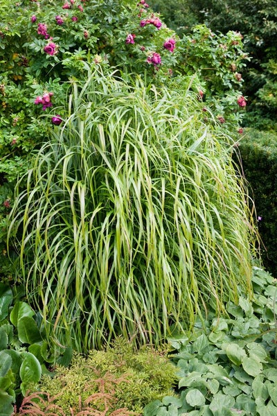 Miscanthus sinensis 'Ghana', Chinaschilf, ca. 11x11 cm Topf
